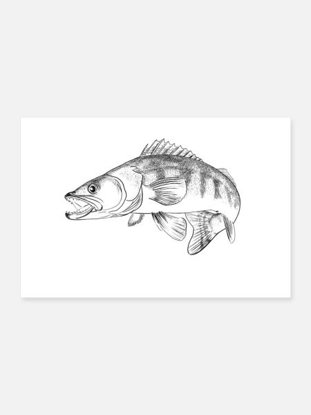 pike-perch - Poster 12" x 8" (30x20 cm) - white - Front