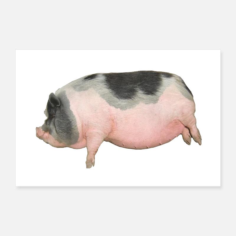 cochon Poster 30 x 20 cm