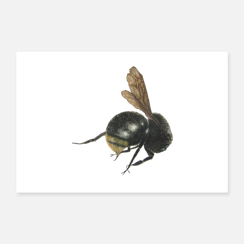 bumblebee Poster 12" x 8" (30x20 cm)
