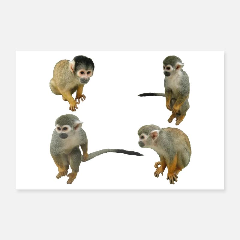 Affen Poster 30x20 cm