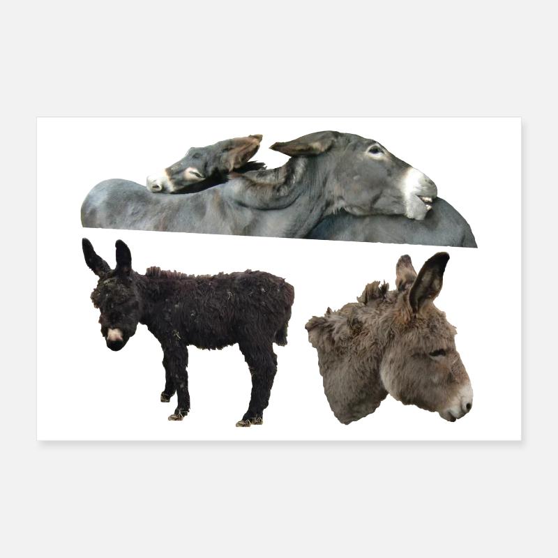 Esel Poster 30x20 cm