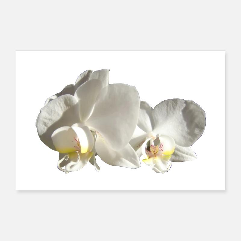Orchidée blanche Poster 30 x 20 cm