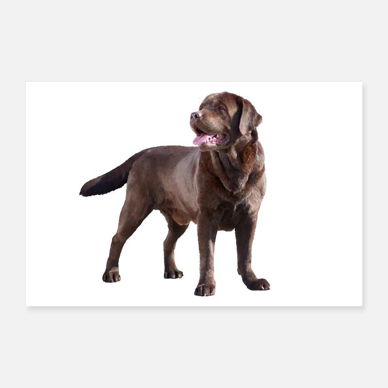 Labrador Poster 30 x 20 cm