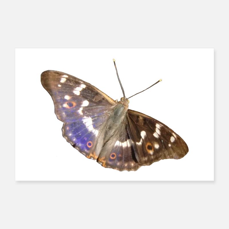 Petit empereur pourpre Poster 30 x 20 cm