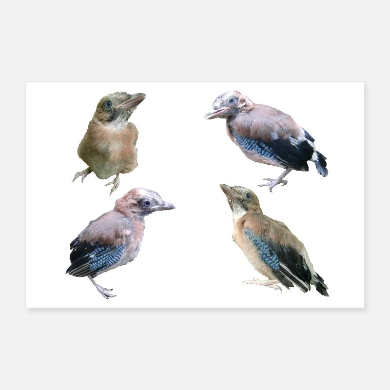 Jay Young Birds Poster 12" x 8" (30x20 cm)