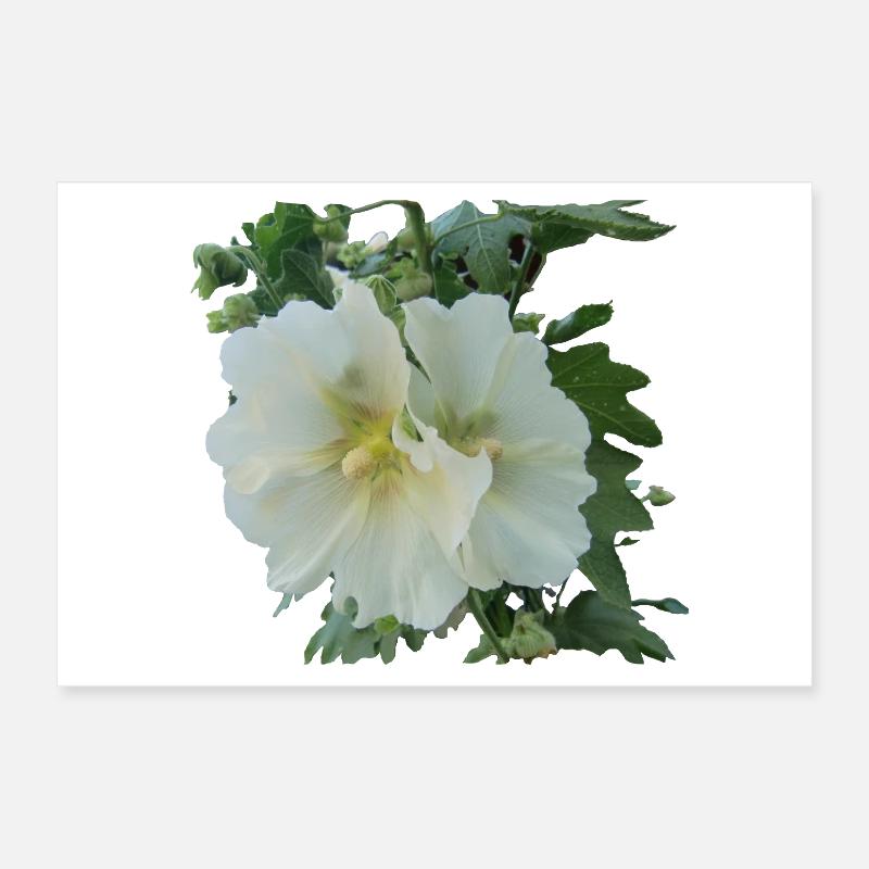 Hollyhock Poster 12" x 8" (30x20 cm)