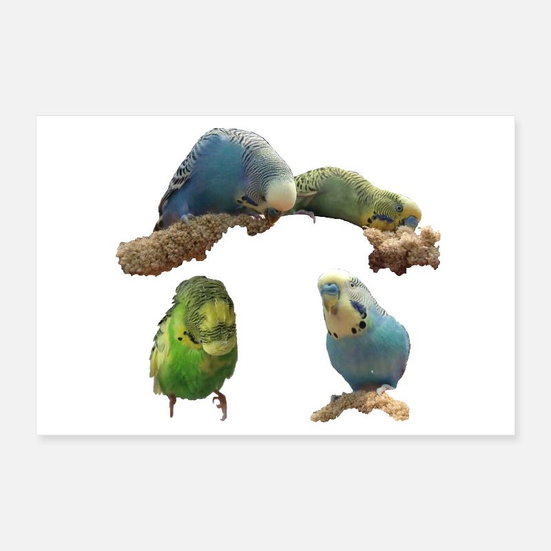Budgies Poster 12" x 8" (30x20 cm)