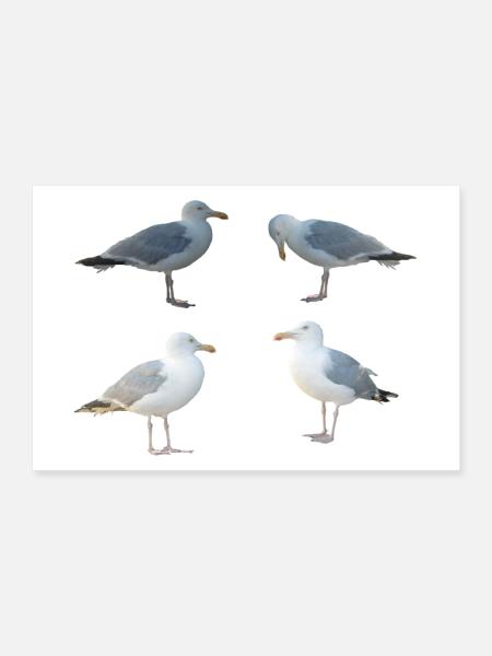 Möwen - Poster 30x20 cm - Weiß