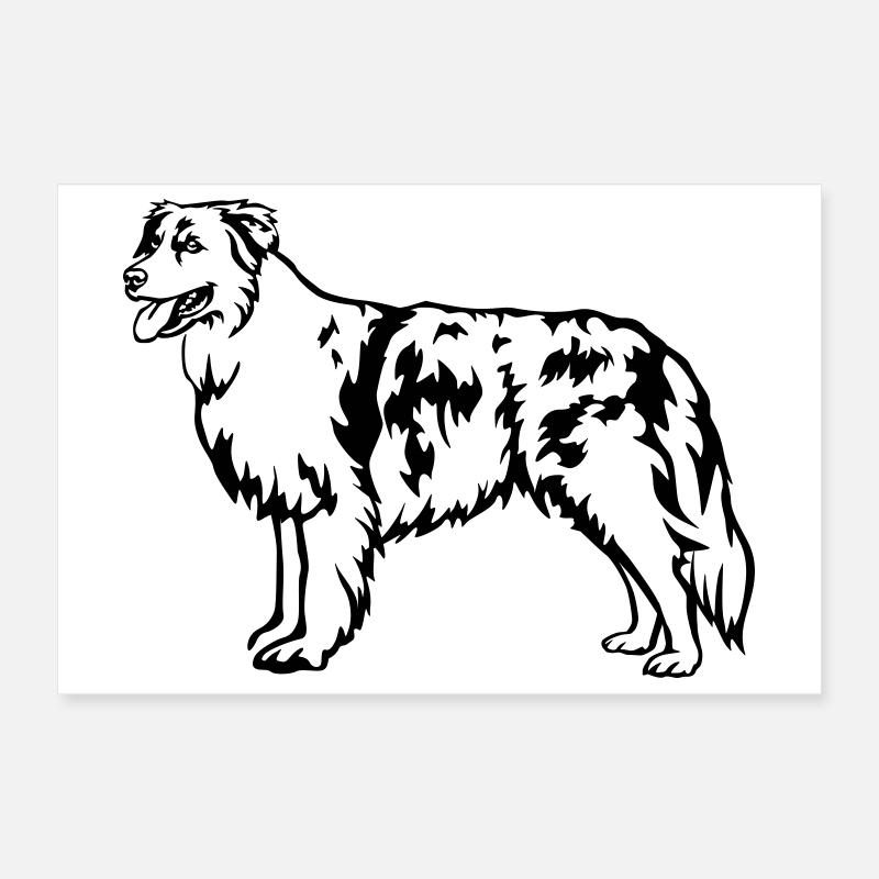 Berger australien Poster 30 x 20 cm