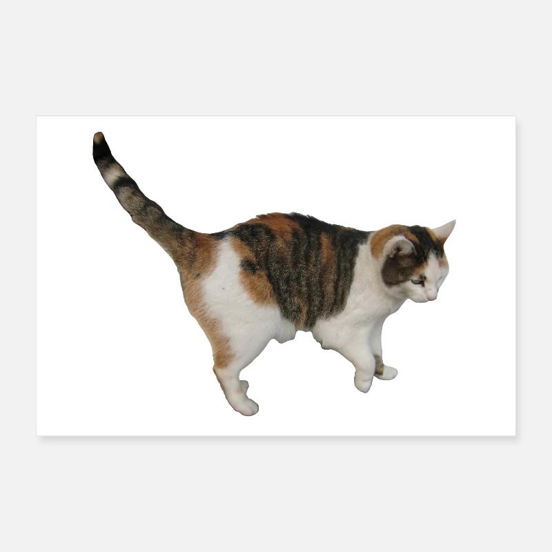 Chat Poster 30 x 20 cm