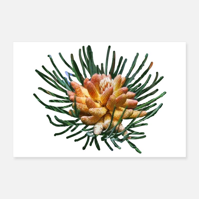 Branches de sapin créatives Poster 30 x 20 cm