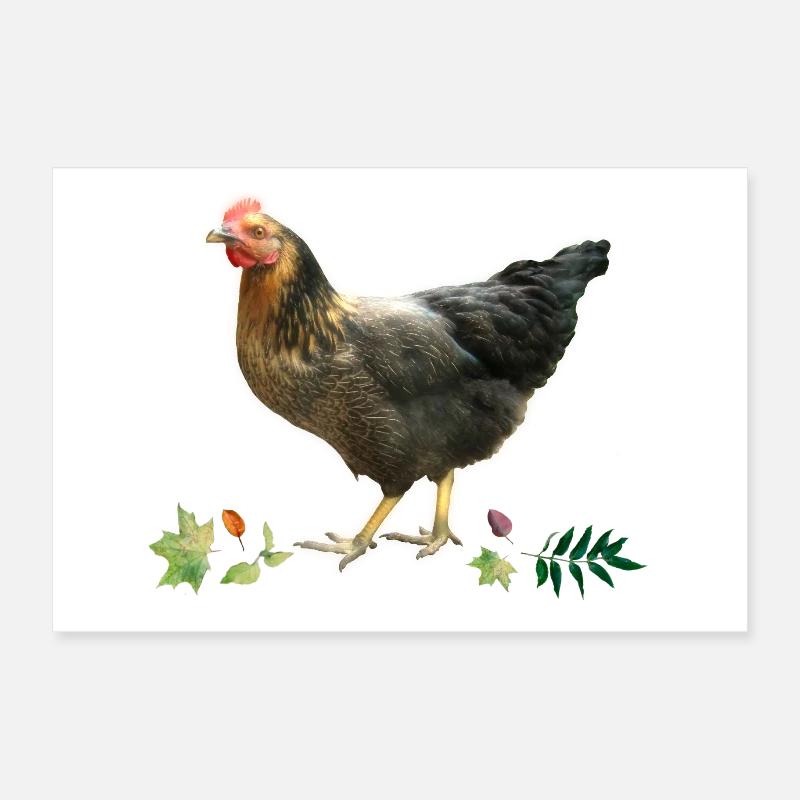 Poulet Poster 30 x 20 cm