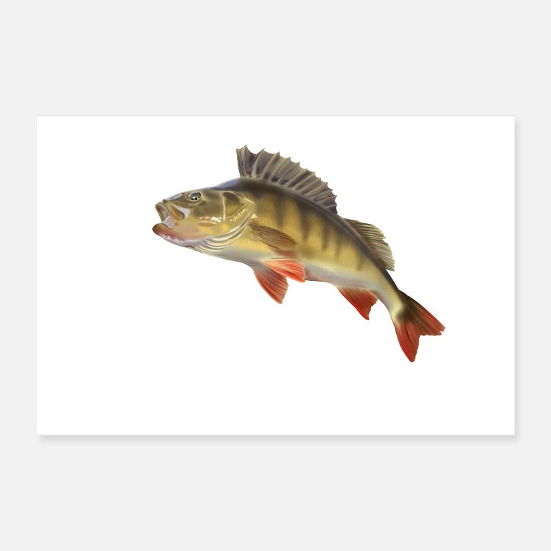 Barsch Poster 30x20 cm