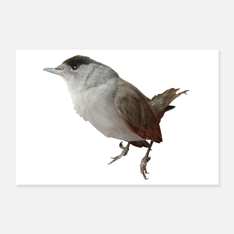 Mönchsgrasmückenmännchen Poster 30x20 cm