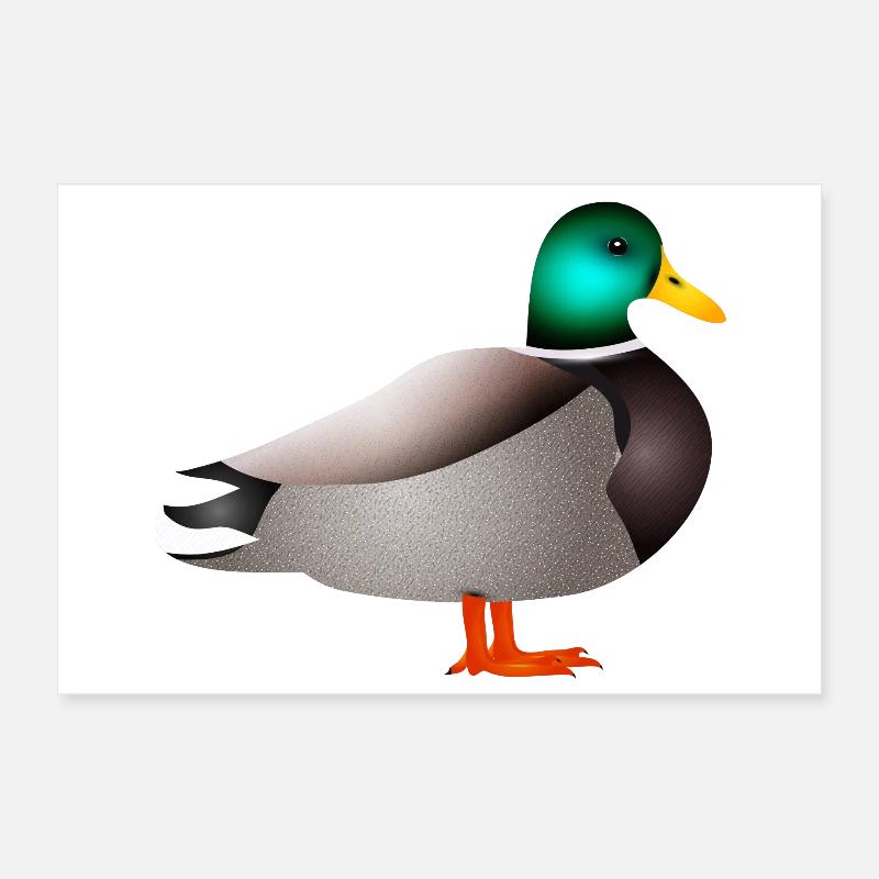 handgezeichnete männliche Ente Erpel oder Enterich Poster 30x20 cm