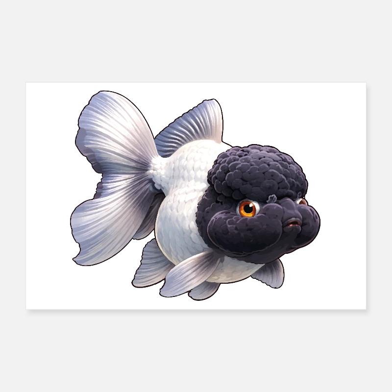 Poissons rouges Oranda de haute qualité noirs et blancs Poster 30 x 20 cm