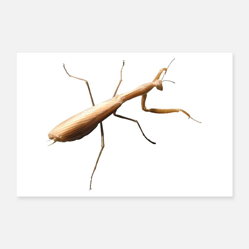 Mantis Poster 12" x 8" (30x20 cm)