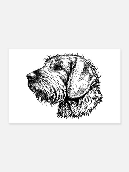 Steirische Bracke Portrait - Poster 30x20 cm - Weiß