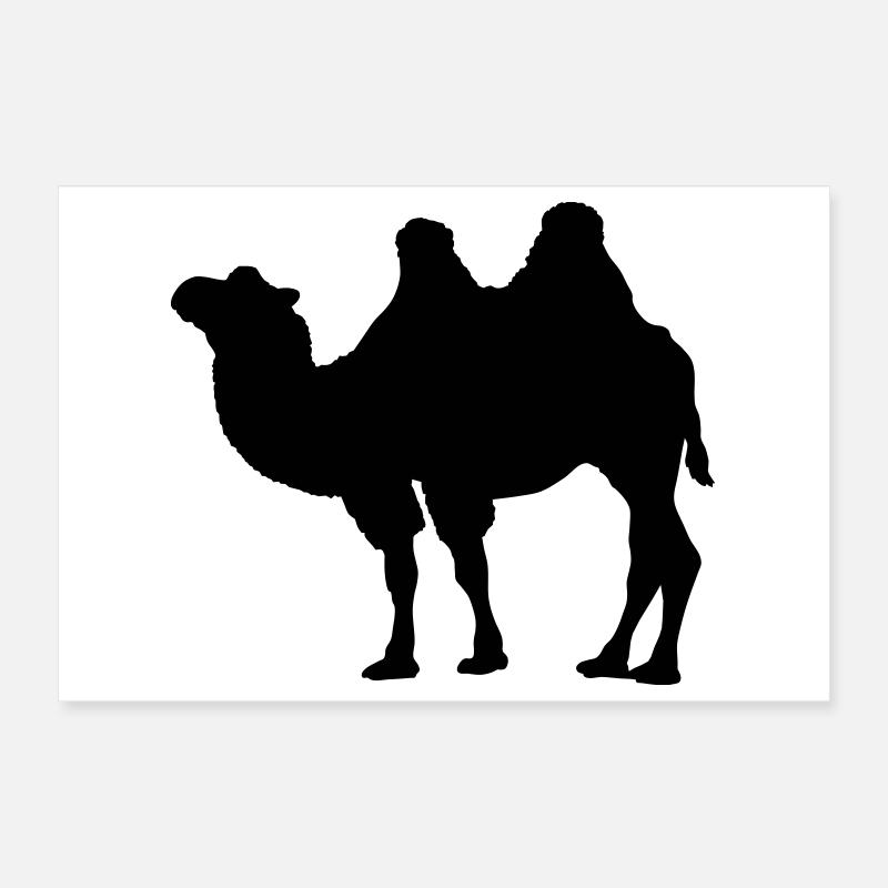 Kamel Poster 30x20 cm