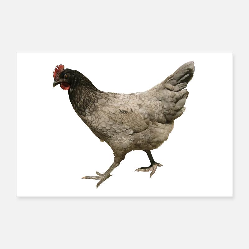 poulet gris Poster 30 x 20 cm