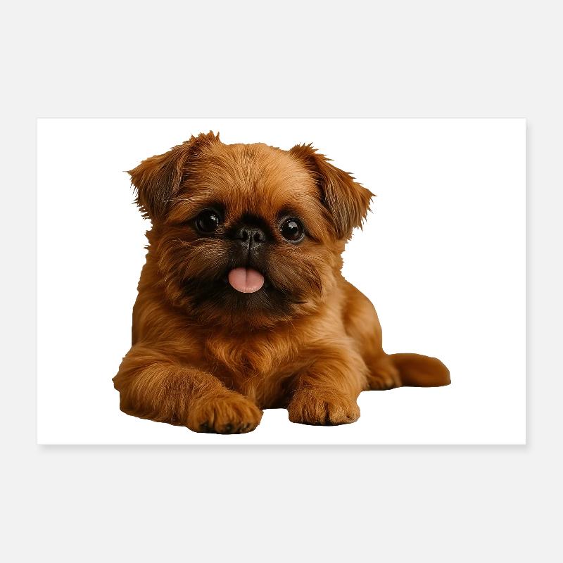 Belgian Dwarf Griffon Brussels Griffon Poster 12" x 8" (30x20 cm)