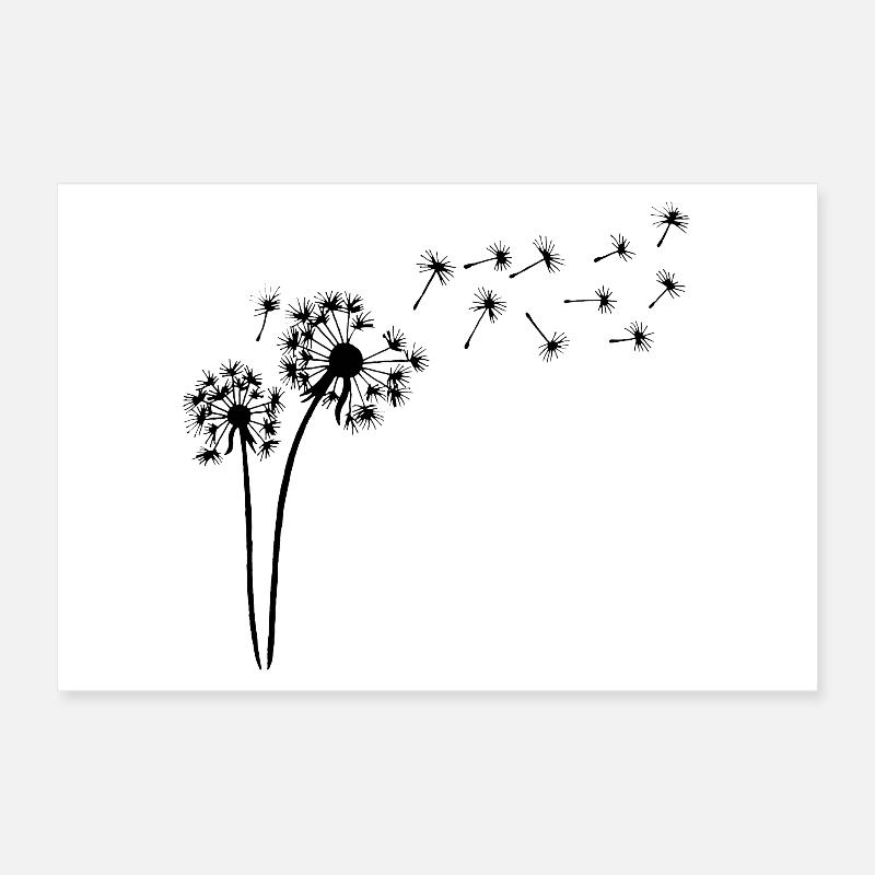 Blüte des schwarzen Löwenzahns Poster 30x20 cm