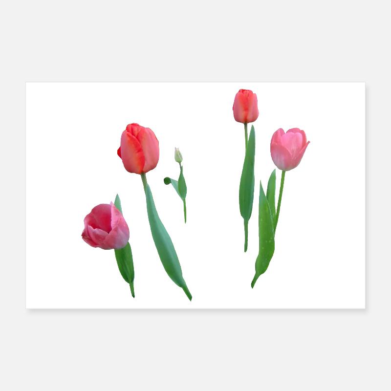Tulipes Poster 30 x 20 cm