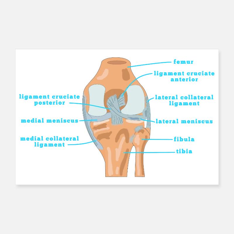 Physio genou d’anatomie Bracelet croisé Ménisque Poster 30 x 20 cm