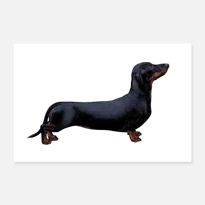 Dackel Poster 30x20 cm