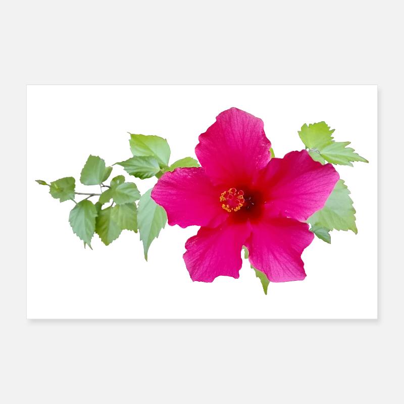 Hibiscus de Chine – Fleurs exotiques Poster 30 x 20 cm