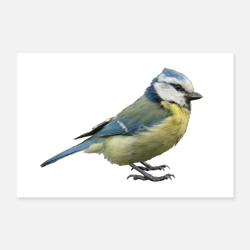 Vogel Blaumeise - Poster 30x20 cm - Weiß
