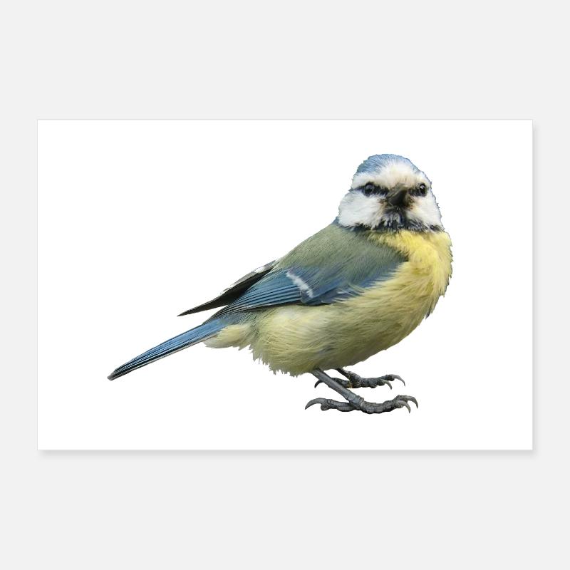 Vogel Blaumeise Poster 30x20 cm