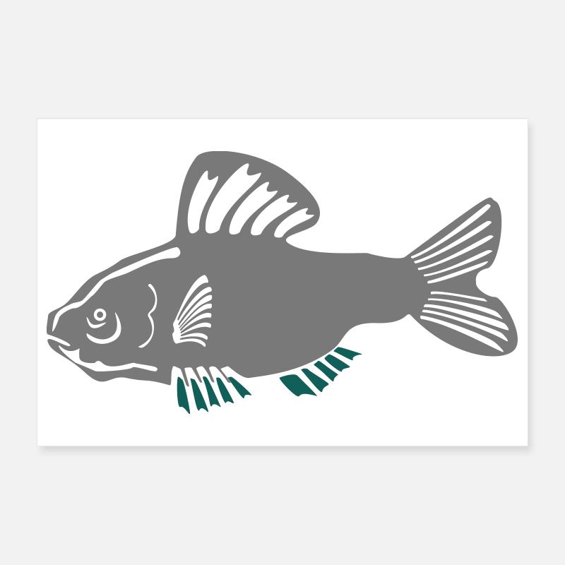 Poisson-chat gris avec accent turquoise Poster 30 x 20 cm