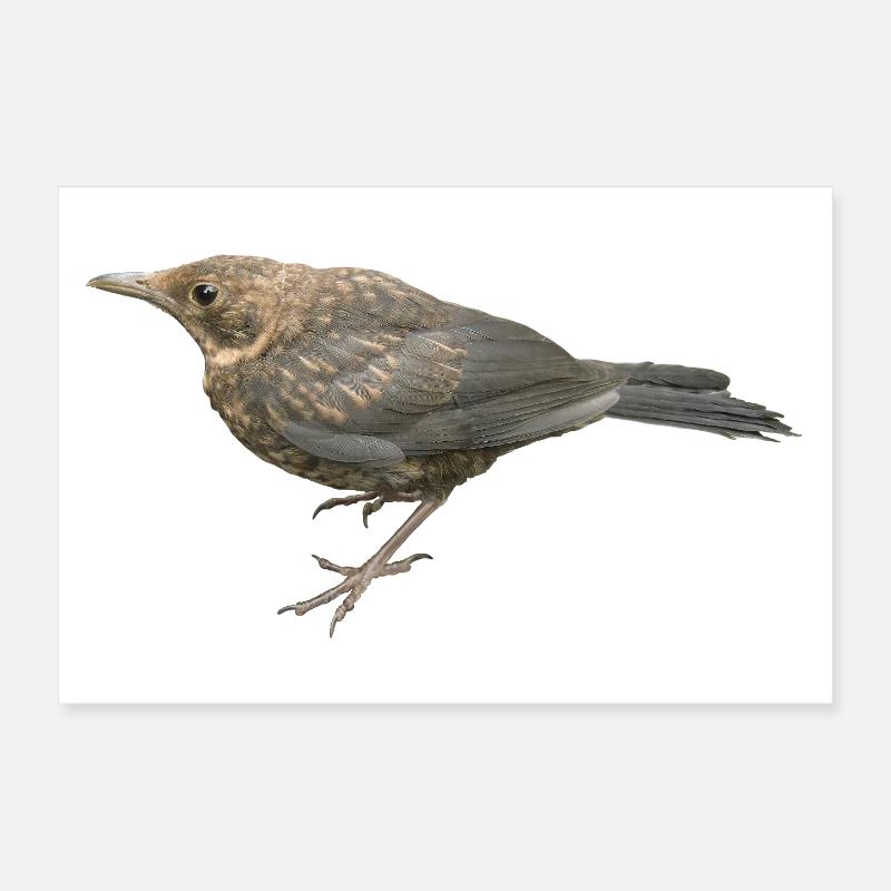 Amsel Jungvogel Poster 30x20 cm