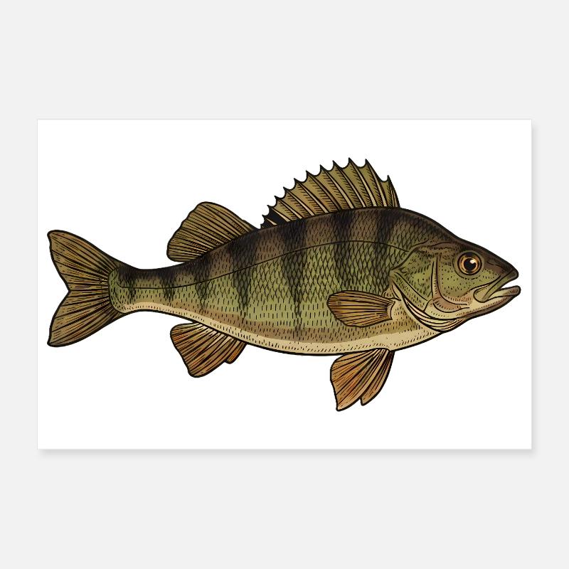 Realistic Perch Fish Vector Poster 12" x 8" (30x20 cm)