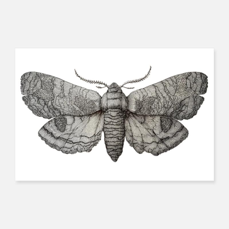 Moth Vintage Poster 12" x 8" (30x20 cm)