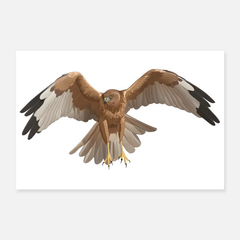 Marsh Harrier Circus aeruginosus Poster 12" x 8" (30x20 cm)
