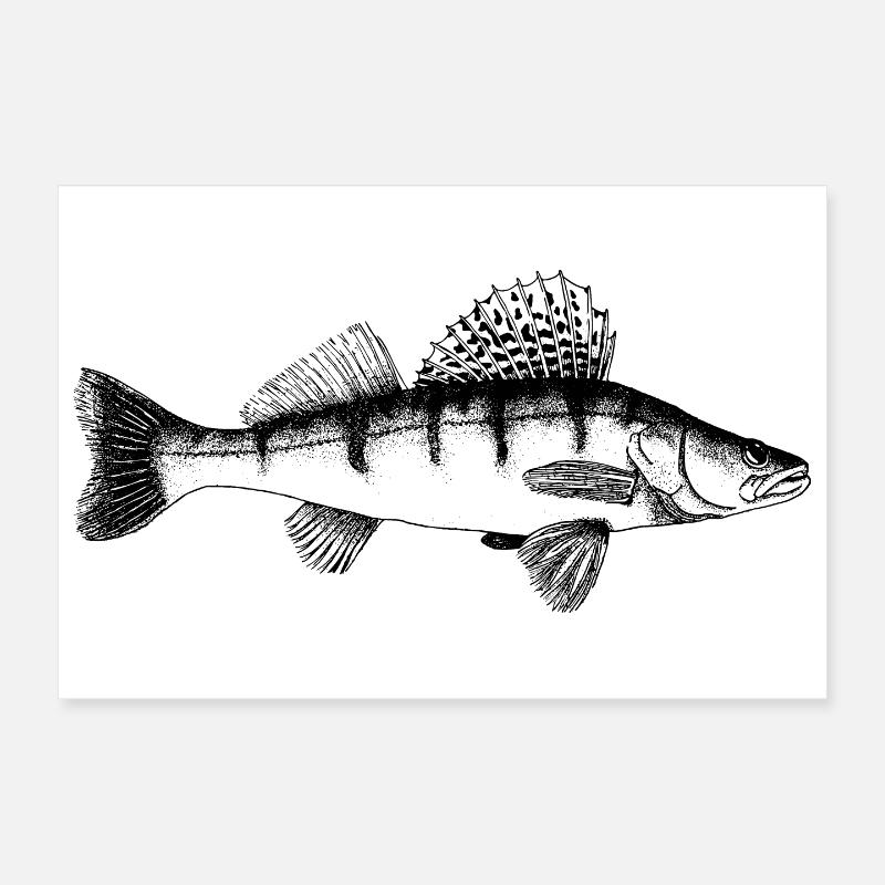 Zander Motiv Poster 30x20 cm