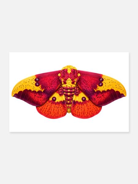 Imperial Moth Eacles imperialis Cartoon Style - Poster 30 x 20 cm - blanc - Devant