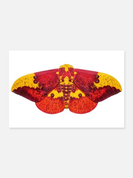 Imperial Moth Eacles imperialis - Poster 30 x 20 cm - blanc - Devant