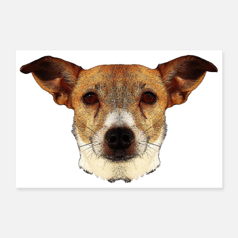 tolle geschenkideen, Jack russel terrier gesicht Poster 30x20 cm