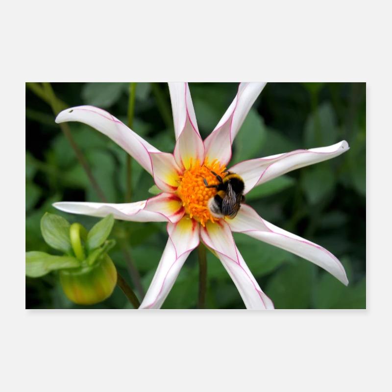 Blume mit Hummel Poster 60x40 cm