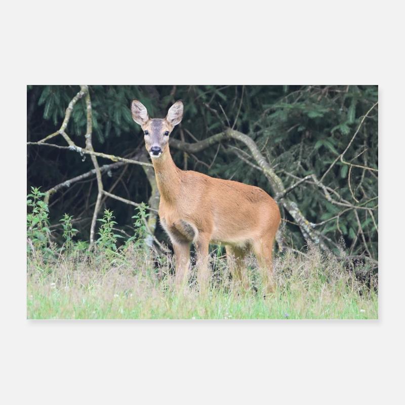 Forêt de cerfs Poster 60 x 40 cm