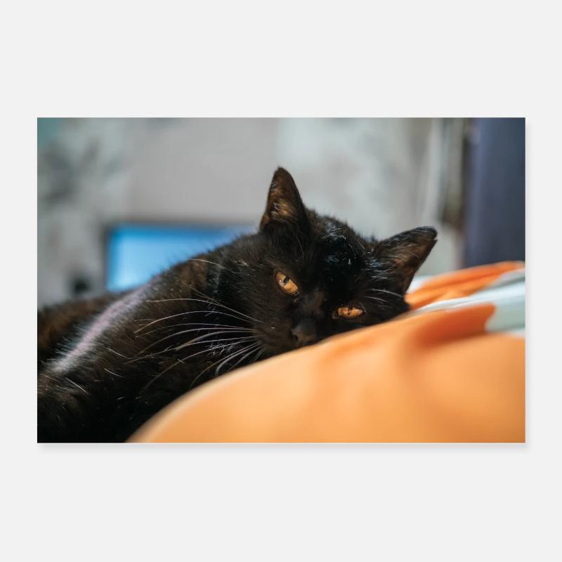 Schwarze Katze Poster 60x40 cm