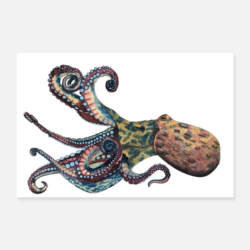 Octopus Squid Poster 24" x 16" (60x40 cm)
