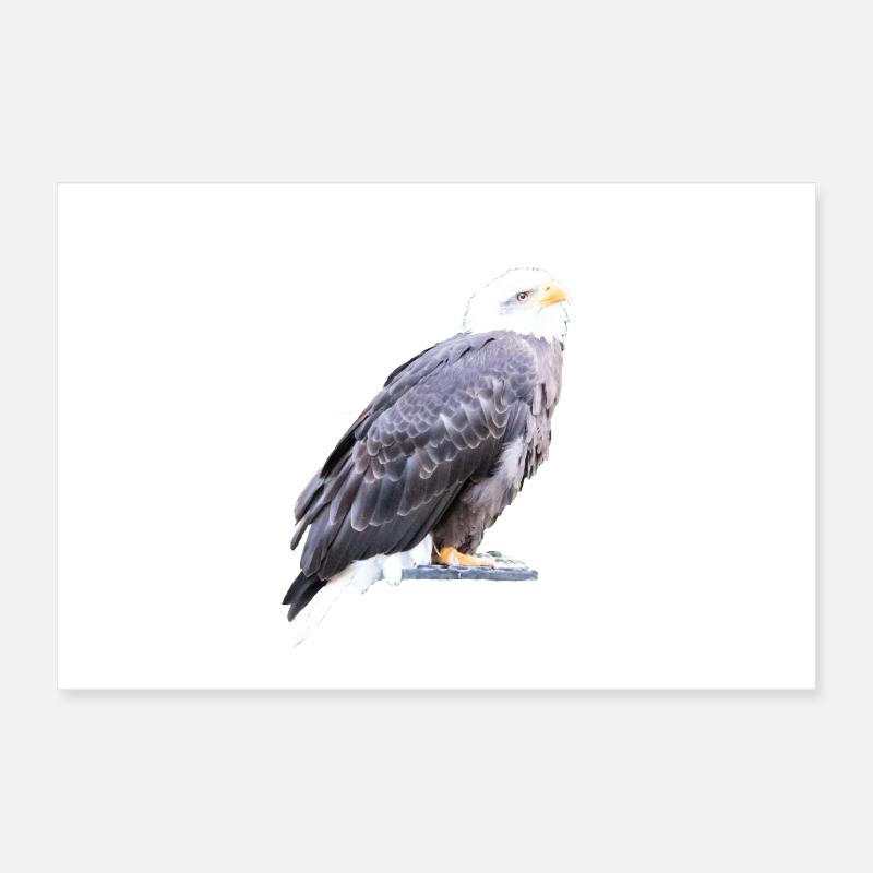 Aigle Poster 60 x 40 cm