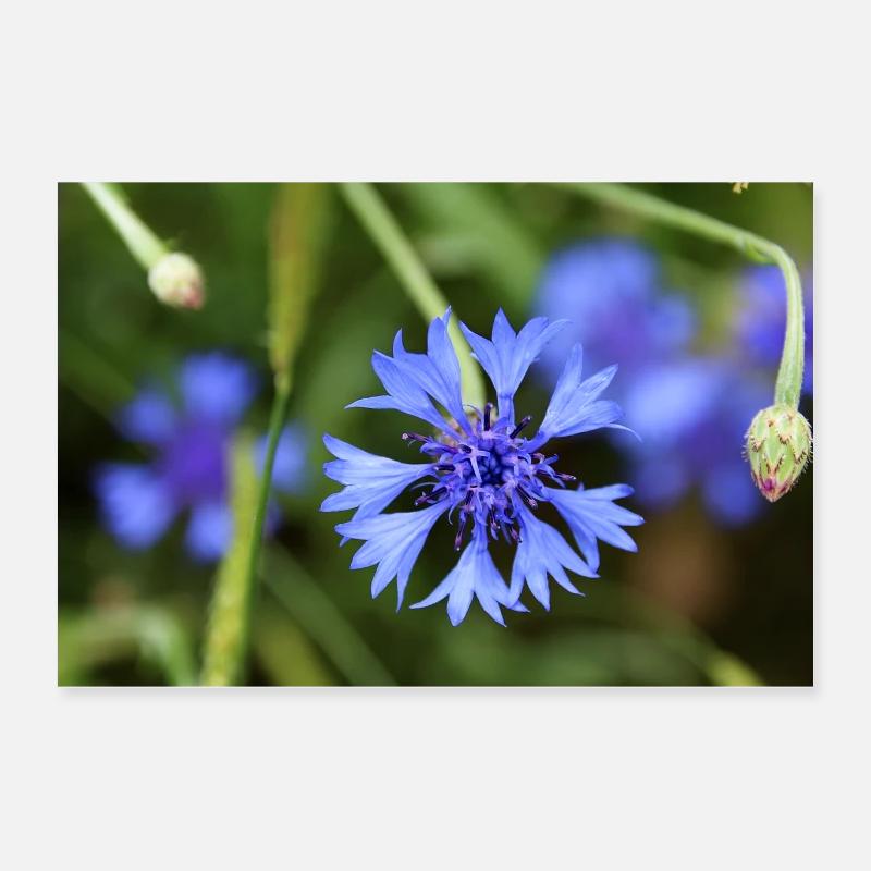 A blue cornflower on a green meadow. Poster 24" x 16" (60x40 cm)