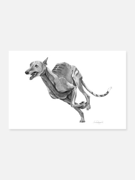 Windhund Poster - Poster 60x40 cm - Weiß
