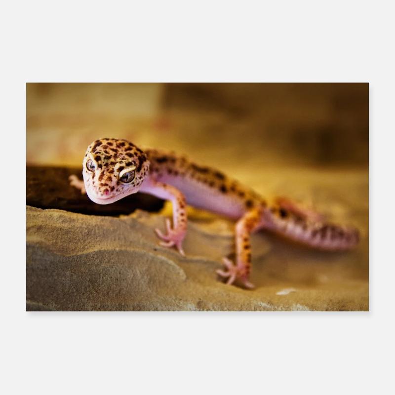 Gecko, Leopard Gecko, Reptile Poster 24" x 16" (60x40 cm)