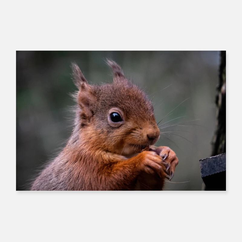 Rotes Eichhörnchen, das aus nächster Nähe isst Poster 60x40 cm